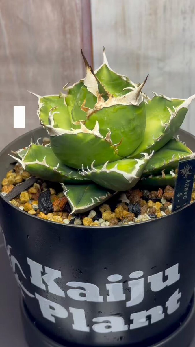 Kaiju Plant 怪獣ファン　2台 2025年最新】kaiju plant 怪獣ファンの人気アイテム - メルカリ
