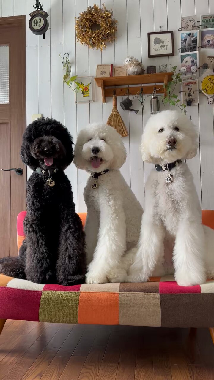 ロシアの作家様プードル 犬ジョイント付