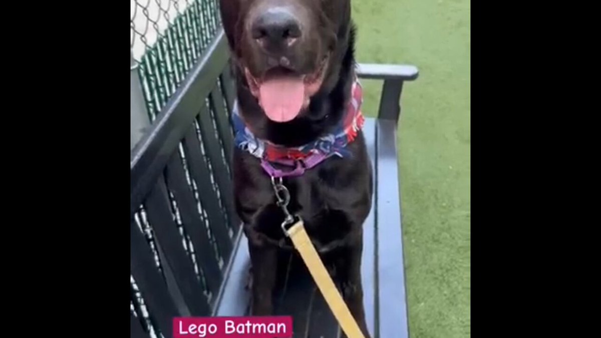 Lego batman dog hotsell