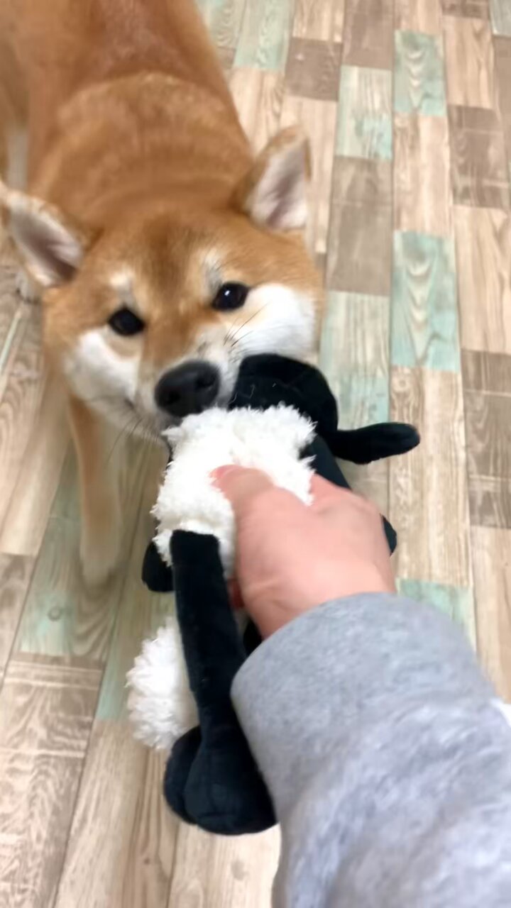 柴ちゃん2様 柴犬・極小豆柴・豆柴ブリーダー東京 | シバ屋