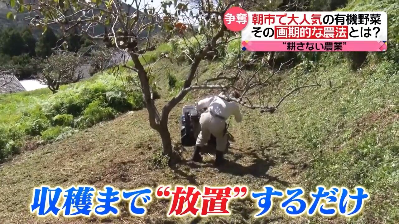 ぽんちゃん「木を植えよう」 楽天市場】コキア ほうき草 ホウキソウ 4号 ポット苗 紅葉 花苗