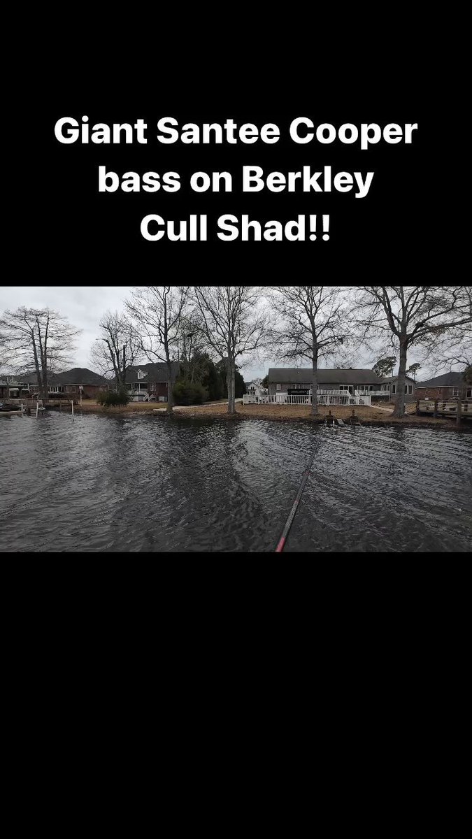 Justin Lucas on X: Berkley Cull Shad doing work on a big pre spawn female  at Santee Cooper! #cullshad #swimbait #bassfishing #bassfishing   / X