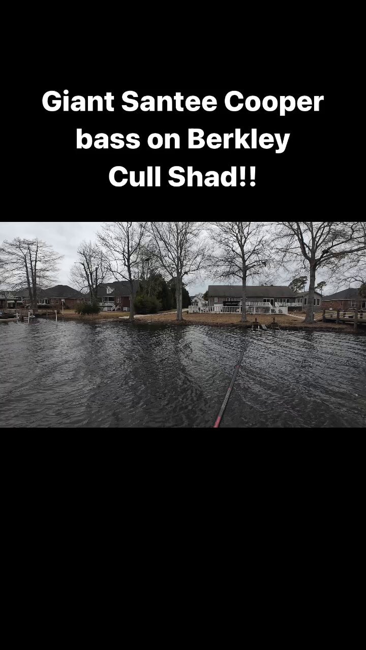 Justin Lucas on X: Berkley Cull Shad doing work on a big pre