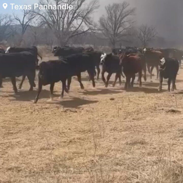 [爆卦] 德州大規模野火燒近城鎮 牛牛狂奔