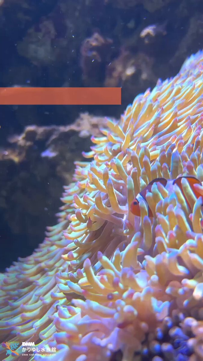 公式】DMMかりゆし水族館 on X: 