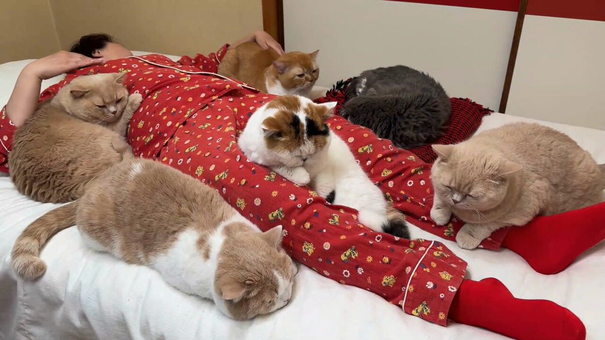 ネコネコ 猫は液体 on X: 