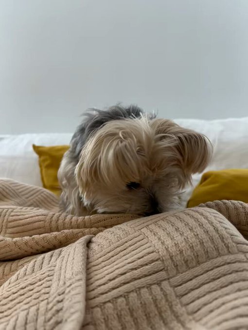 I have the sweetest old roommate.   She pees on the floor if I leave the house.   And wakes me up at