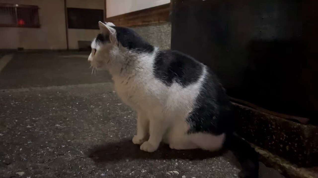 ︎山本 正義 (Masayoshi Yamamoto)立ち猫®︎ on X: 