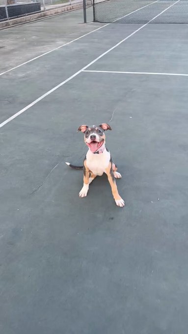 Ripley says &ldquo;I&rsquo;m possibly even cuter than Ma, buy me stuff&rdquo; https://t.co/Z08NBjh744 https://t.co/WFa