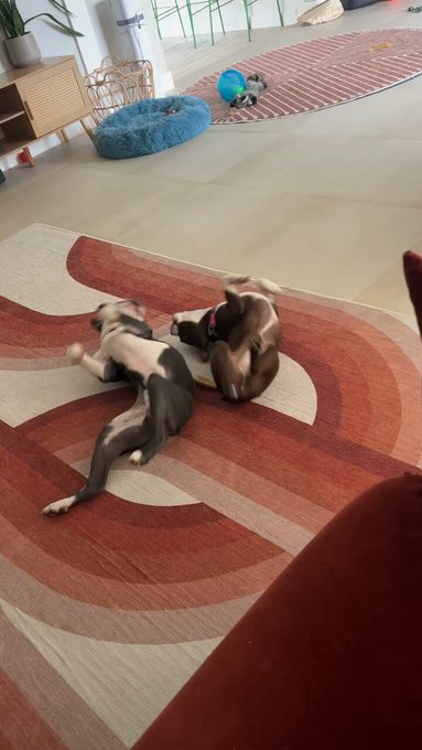 Dogs! https://t.co/loPBnPWA0A