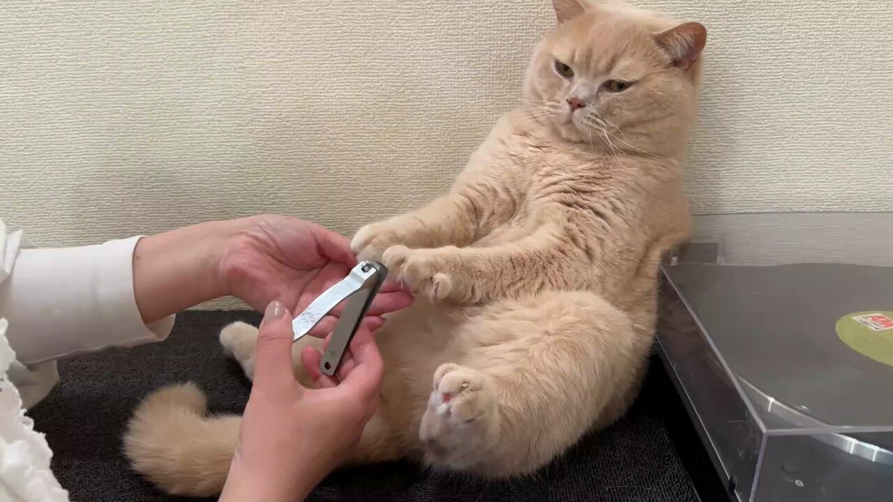 猫は液体 on X: 