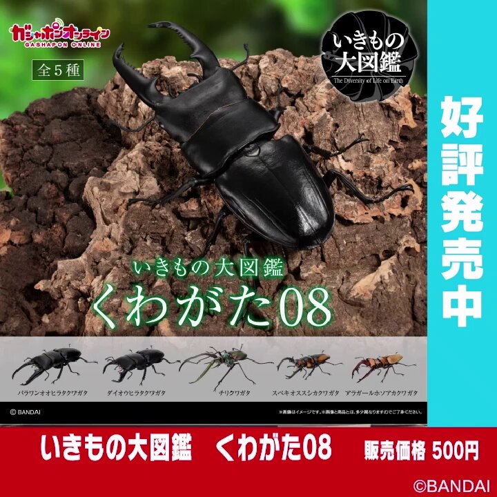 Amazon.co.jp: いきもの大図鑑 くわがた パラワンオオ