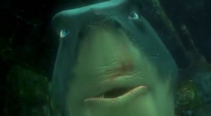 When you catch a whiff of the post-gym pits… https://t.co/Yxod1Jw55R