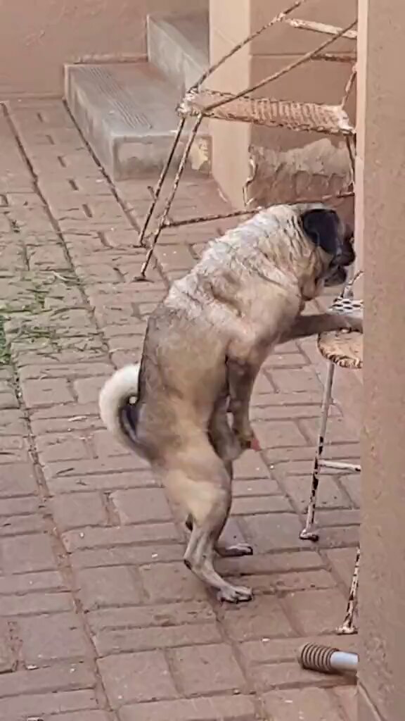 strokes anonymous - Seeing a dog masturbate is crazy I done seen it all