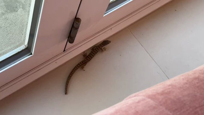 Guys what type of lizard is this?!? https://t.co/Yed6KytE2P