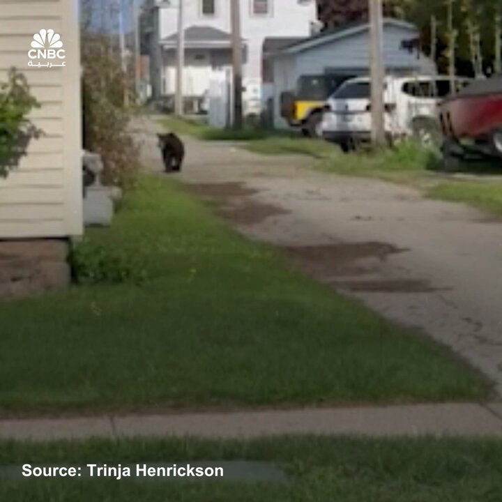 سكان في مدينة لودينغتون بولاية ميشيغان في أميركا التقطوا مقطع فيديو لدب أسود يتجول بحرّية بين المنازل. شرطة المدينة أعلنت بعد ذلك أن الدب "أُعيد إلى بيئته الطبيعية" 