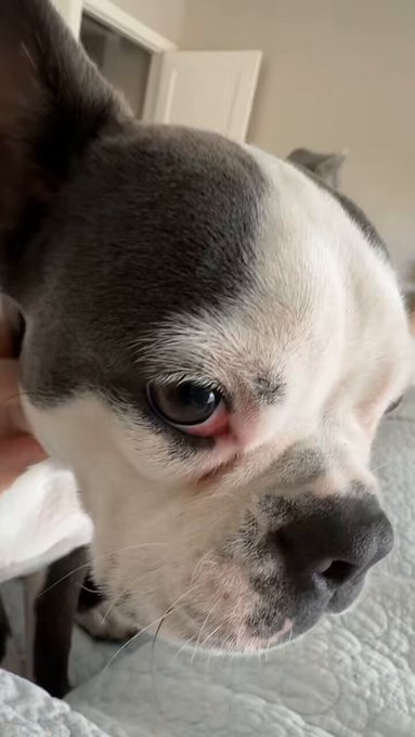My poor dog is not gaining weight the last time I went to the vet concerned about it. They said oh he’s