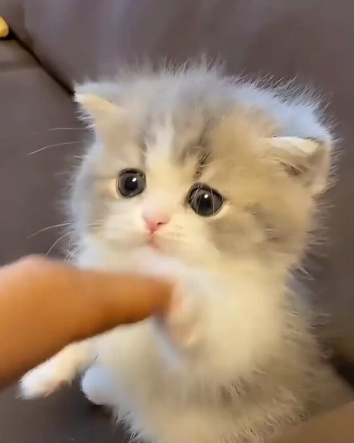 シャム猫 (@shamneko9592) / X