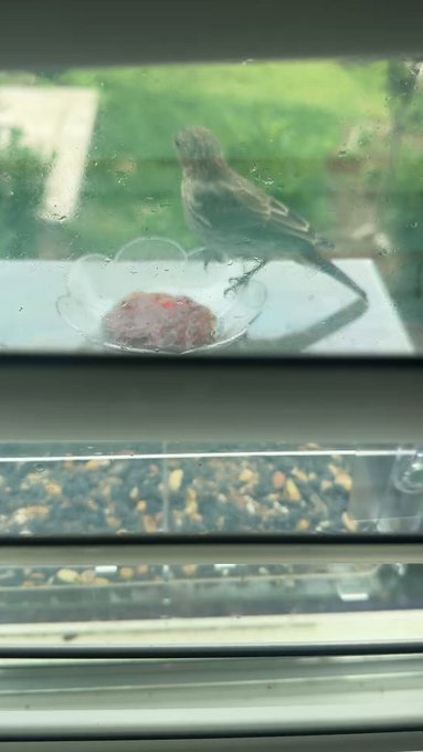 Okay I’m home and all my birds feeders are empty and now I feel like I starved children lmfao just refilled