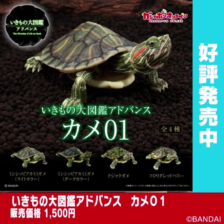 BANDAI - いきもの大図鑑アドバンス　カメ01 オンライン版　全4種コンプリートセット Amazon | いきもの大図鑑アドバンス カメ01 [全4種セット