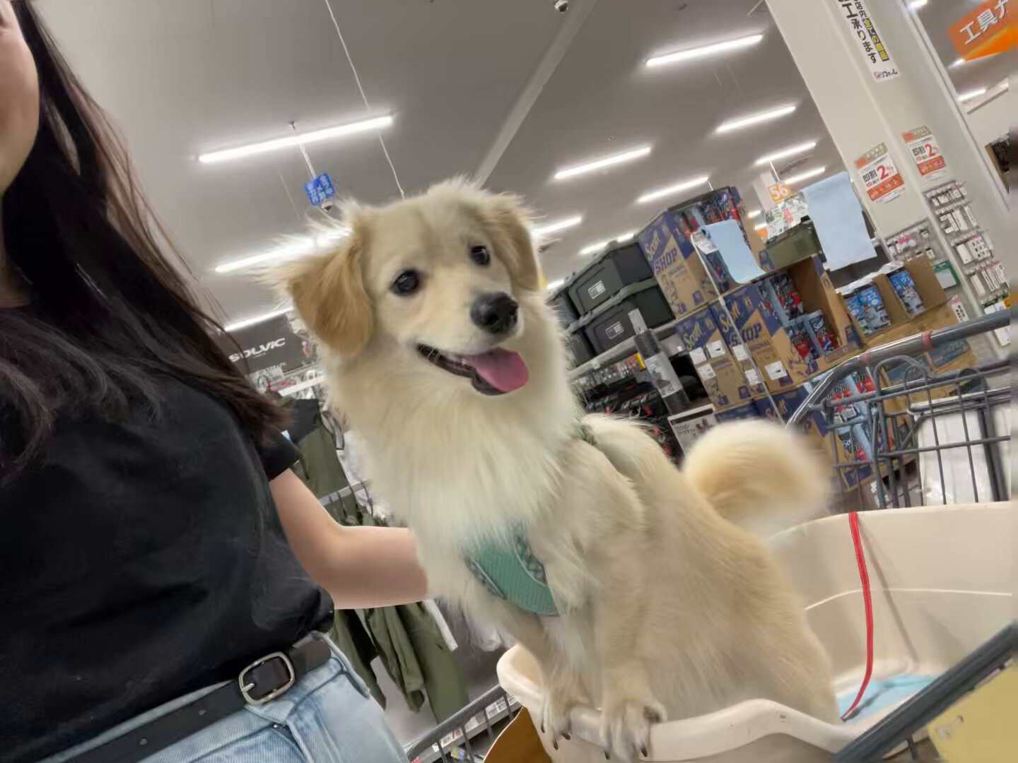 Highlights by ポメックスのとろろくん (@monaka_0507) / X