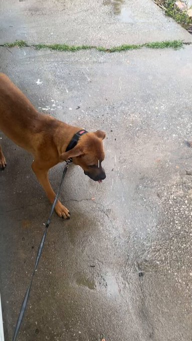 My dog is so weird https://t.co/TgH9j7HswY<a href="/tag/fyp"class="tags"><span>#fyp</span></a>