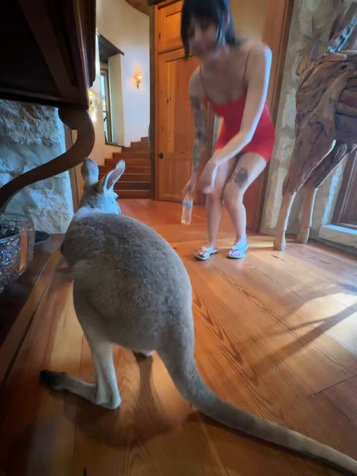 I met a kangaroo in Texas https://t.co/Uob8daM4K6