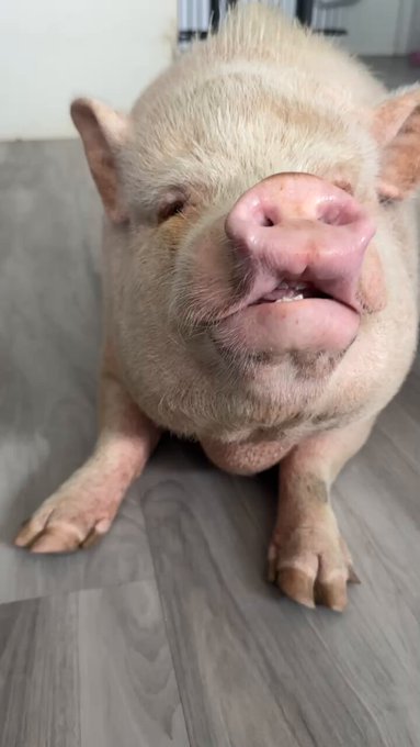 Look at her new teeth coming in 🥹 I love her so much. https://t.co/Aynq0rTbsW<a href="/tag/mvsales"class="tags"><span>#mvsales</span></a>