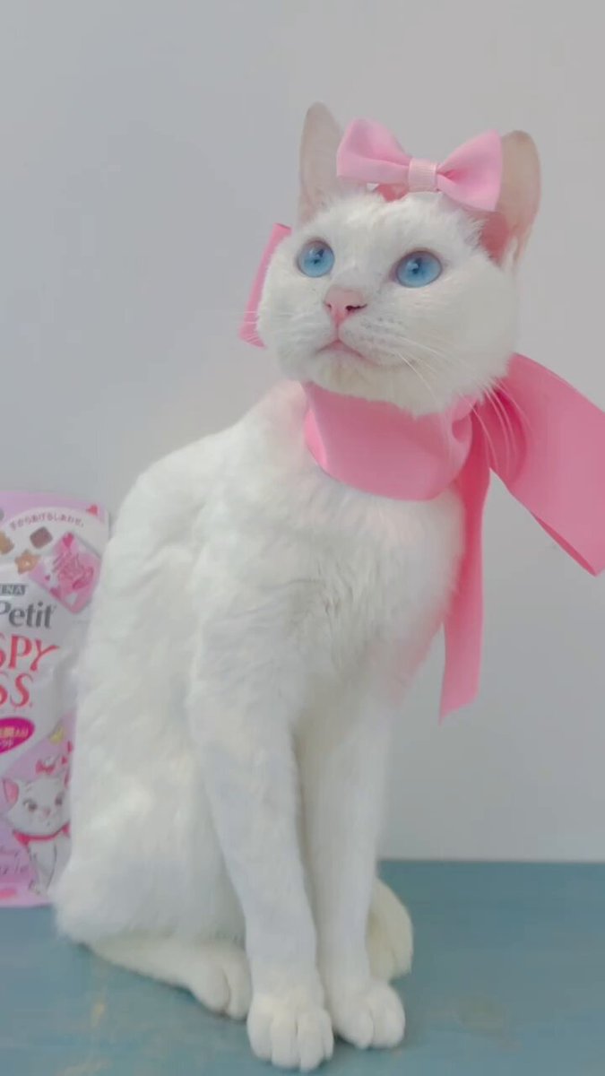 モンプチ☆猫ちゃんご飯^_^☆お値下げ中❣️ Amazon.co.jp: モンプチ ゴールド缶 成猫用 極上ささみ 70g×24缶