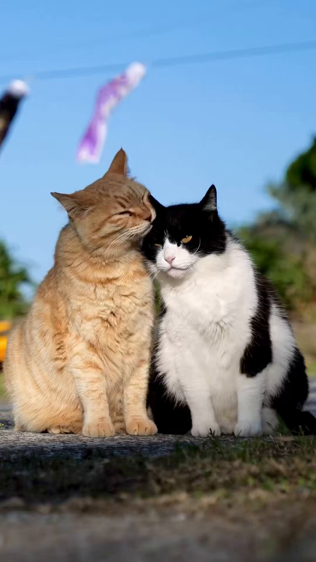 ももぞうページ】仲良しにゃんこさん ぢゅの🐈 (@mofu_sand) / X