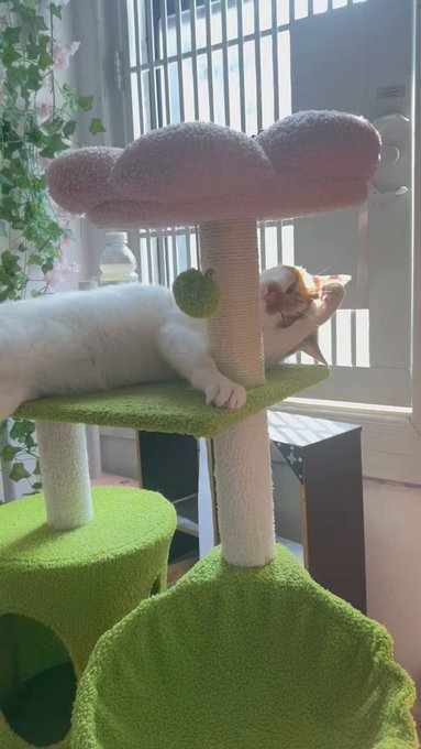 Kira being cute https://t.co/wo0HgEBrx4