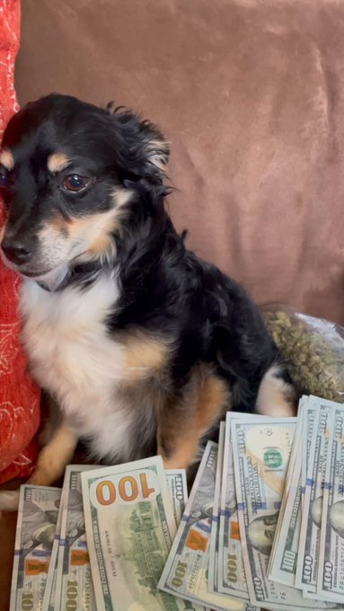 my dog doesn’t chase the mailman, he chases the bag ? https://t.co/kqmWJr3v4D