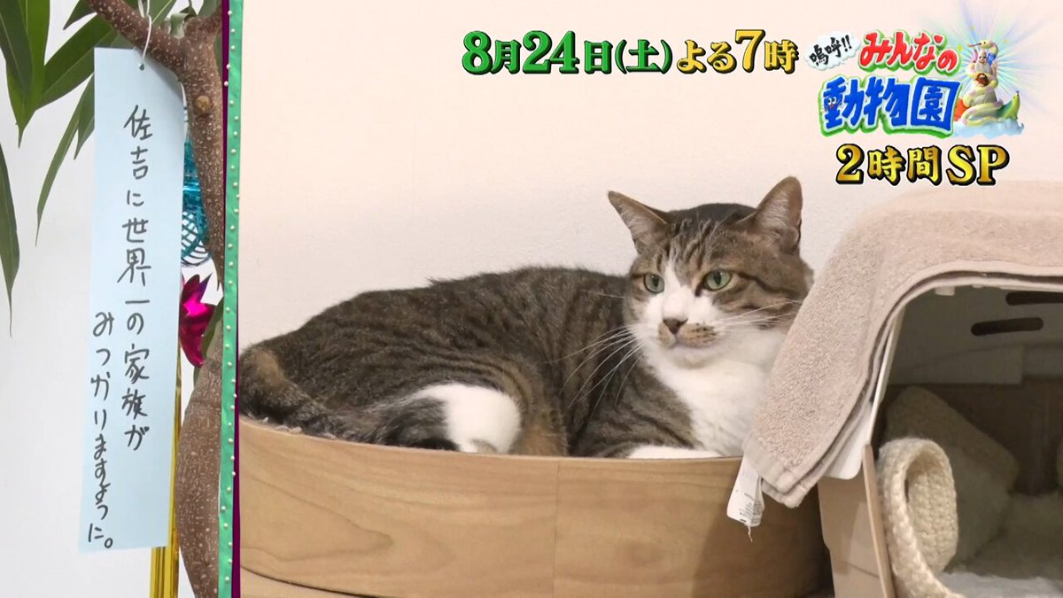 猫の森ページです ⭐︎ 保護猫カフェ 🐈猫の森🌴 今日もお暑い中たくさんの猫好き