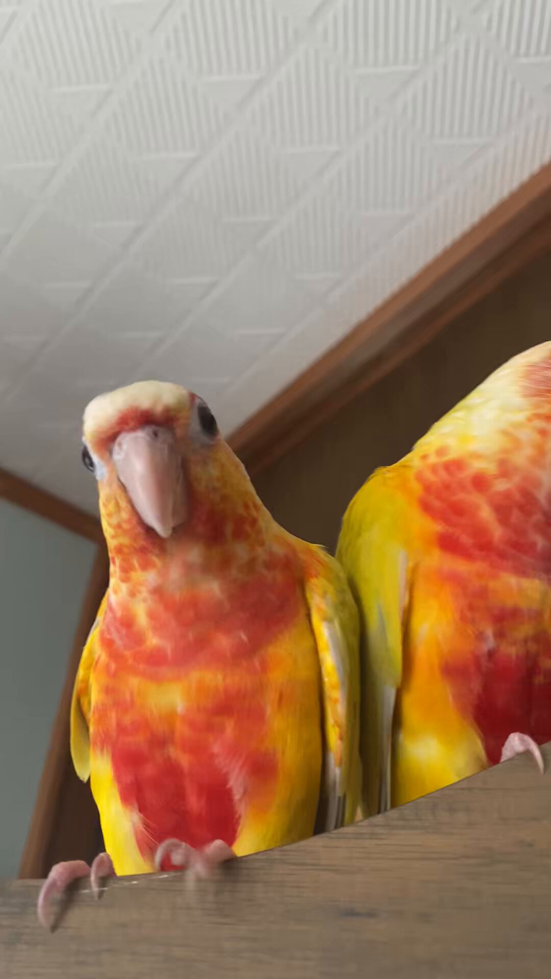 Highlights by ラピスバード🐤ゆっきー (@yukiyuki_21_) / X