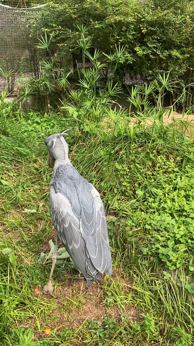 高知県立のいち動物公園【公式】 on X: 