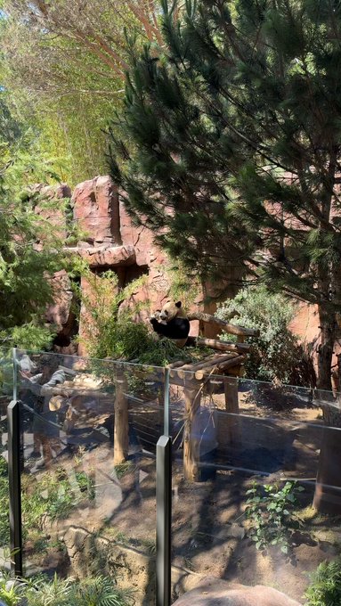 2 pic. I got to see the #pandas at the Sandiego’s zoo!! https://t.co/isQ1w8GX6t