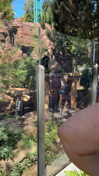 4 pic. I got to see the #pandas at the Sandiego’s zoo!! https://t.co/isQ1w8GX6t