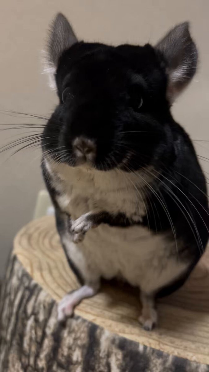 ♥鼠ちゃんとボロくたにゃん♥(*´艸｀*)里親様募集♥(*´艸｀*)ネズミ