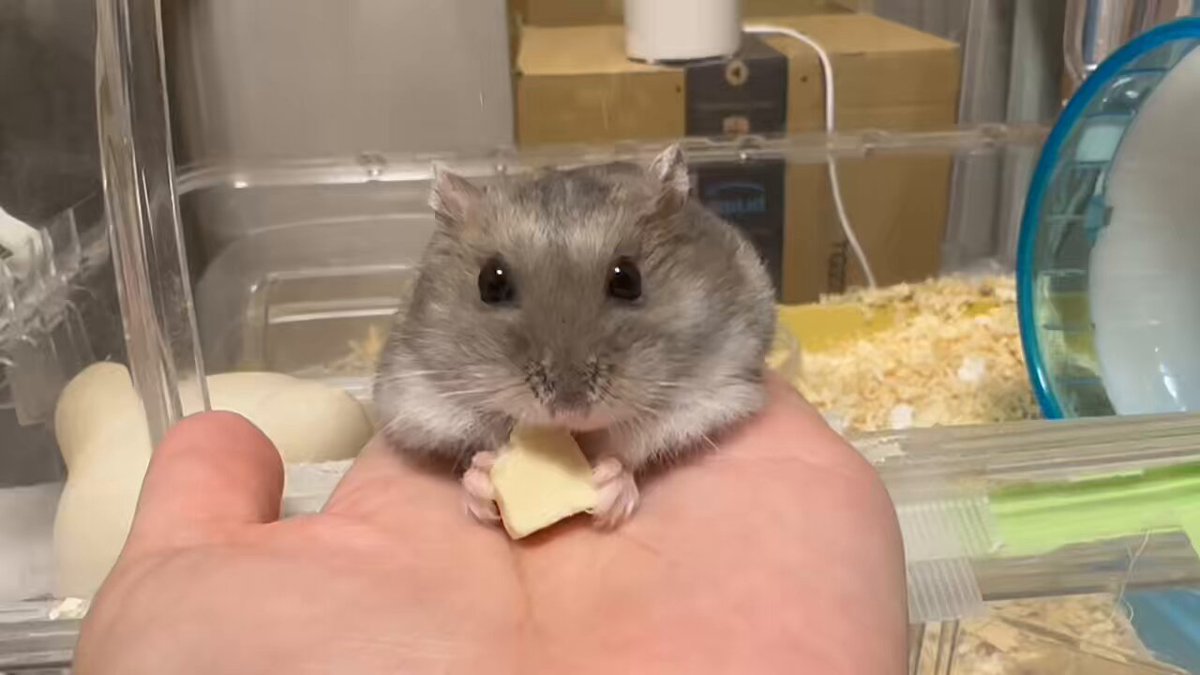 ハムスターのぴーちゃん🐹 (@yuifx1121) / Posts / X