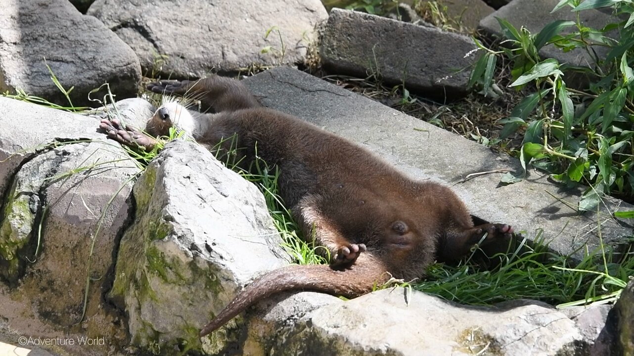 あゆたろう あゆたろう (@5yId2) / X