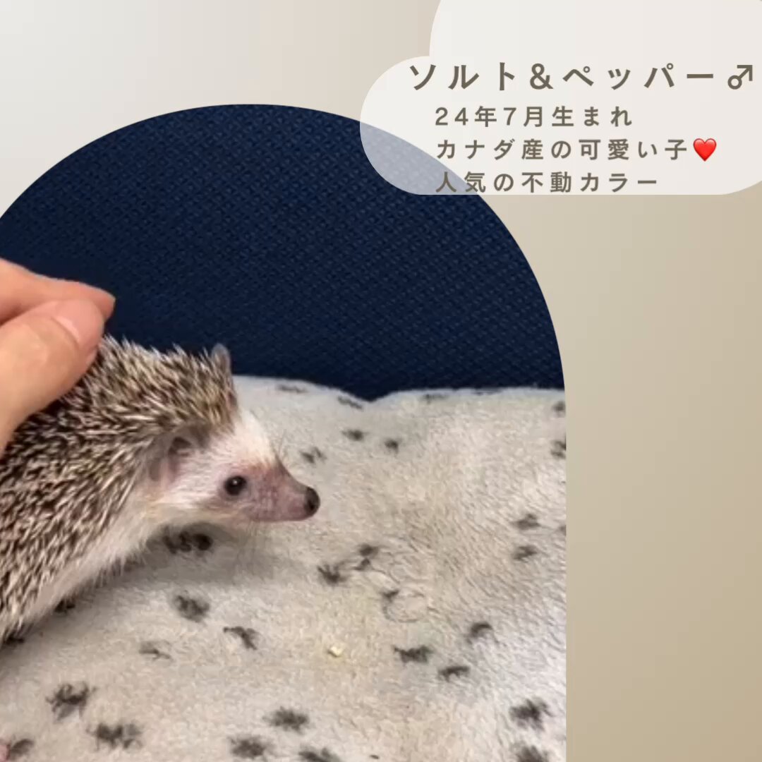 モモンガハウス(ハリネズミ柄ver.3)ボアベージュ  冬仕様 モモンガハウス(ハリネズミ柄ver.3)ボアベージュ 冬仕様 【公式通販】