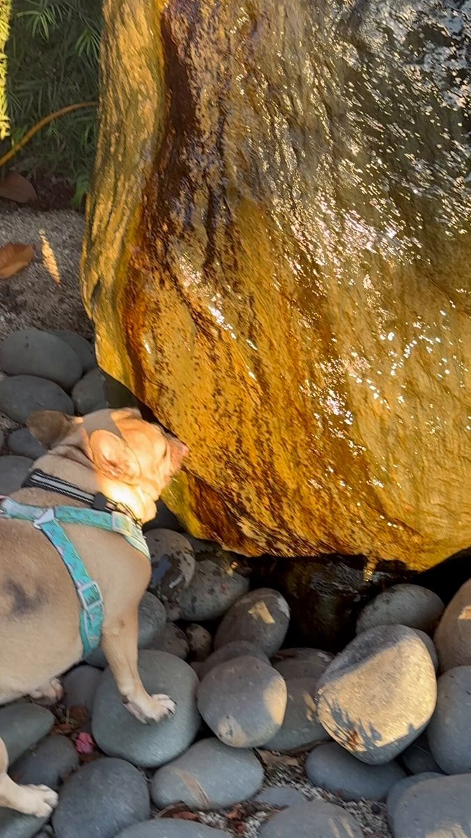 When people ask me if I own a pet, I say I have a clown. #frenchie