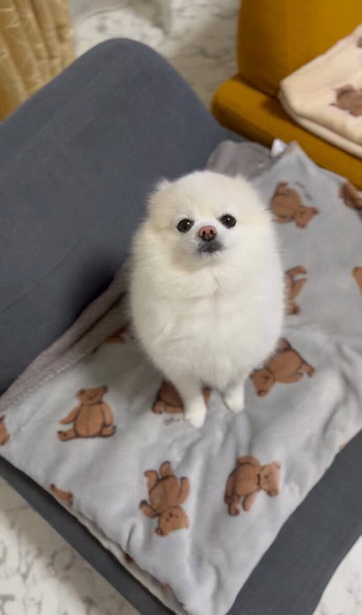 ひなた 緋向(ひなた)🌸 on X: 