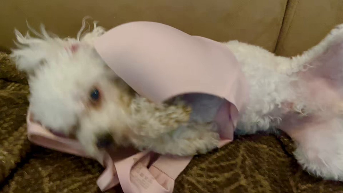 Video oleh @rino_230