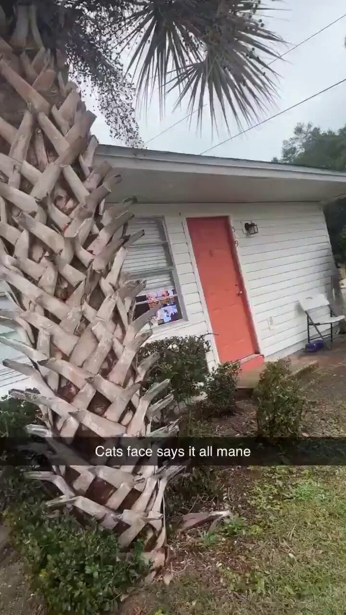 cat wants out now 😭 https://t.co/AzfOOFaWir