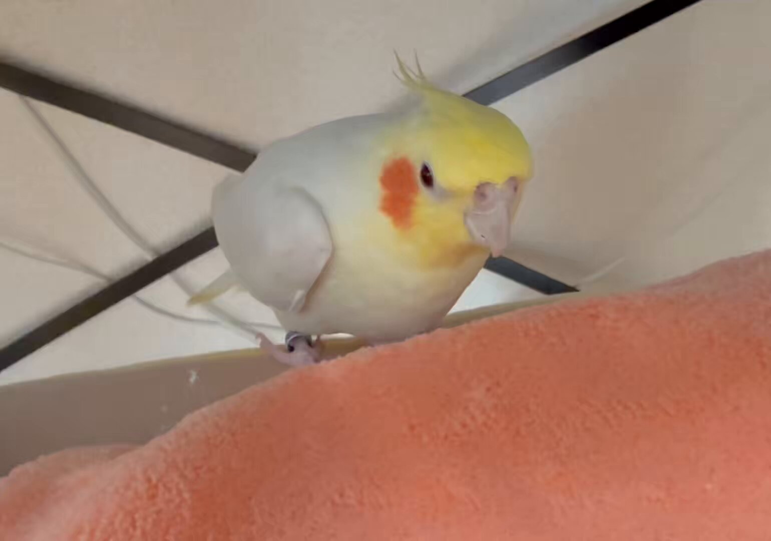 ゆたぽん - Search / X