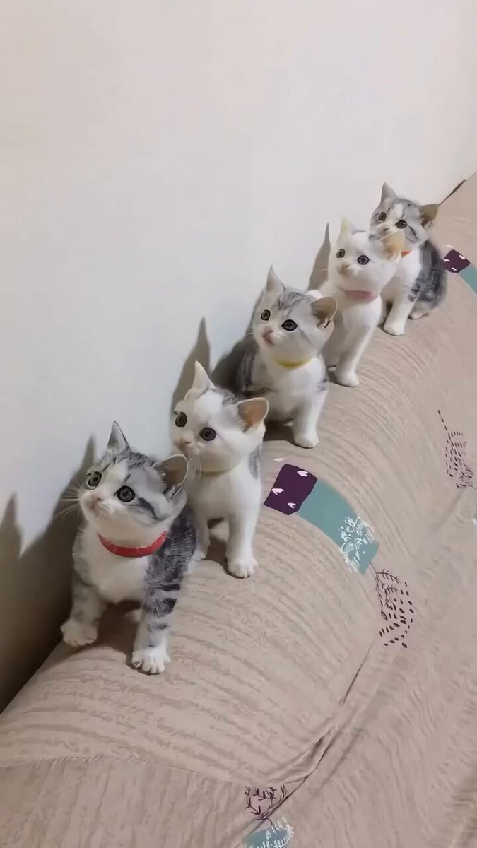 family cats　0101 ♡ Whiskerelli Cat Family |Small Animal Figurines | Li'l Woodzeez