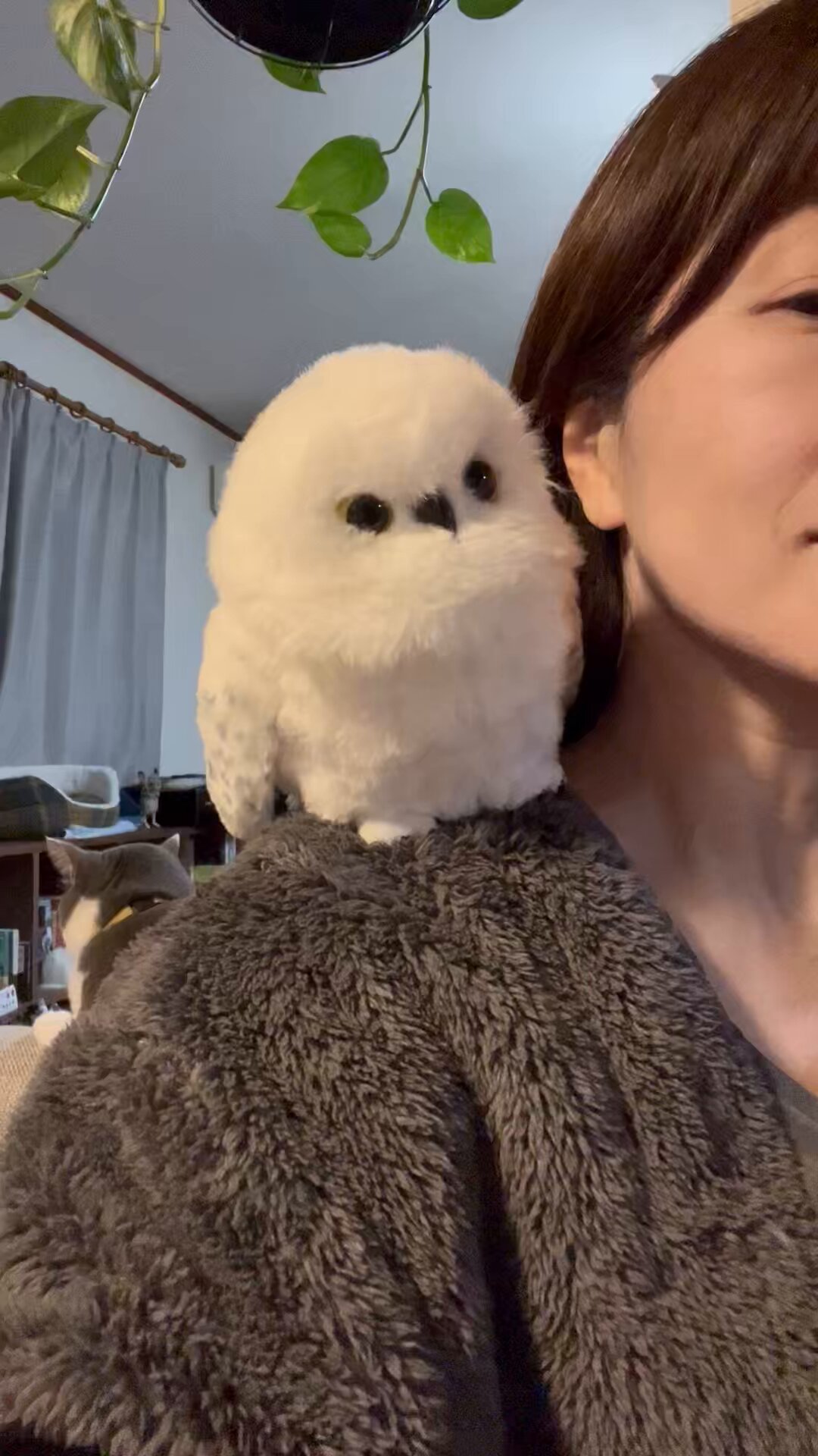 せこなお on X: 