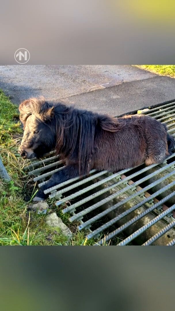 Brandweer bevrijdt paard uit wildrooster bij Woldendorp