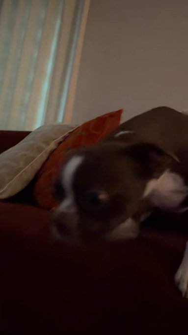 4 pic. I’m so thankful for my dogs because I don’t really have a lot of family. Just one person and he